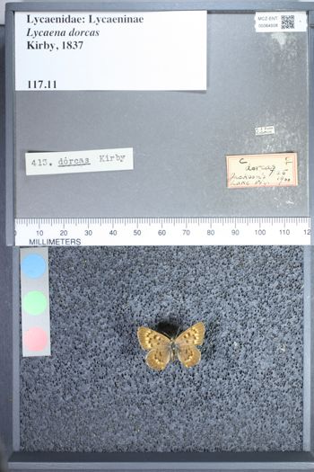 Media type: image;   Entomology 64508